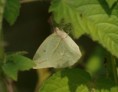 /album/photogallery/butterfly-at-tendaba-showing-ability-to-blend-in-jpg/
